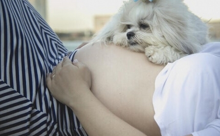 Como preparar um animal de estimação para a chegada do bebé 