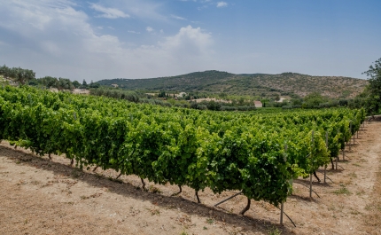 Algarve Wine Tourism foi distinguido com o troféu «Enoturismo 2023»