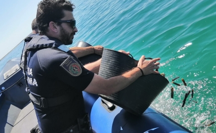Polícia Marítima apreende 30kg de lingueirão na Ria Formosa