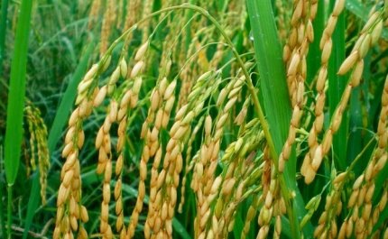 Grupo NAU Hotels & Resorts e a Nespresso contribuem com 128 toneladas de arroz para o Banco Alimentar