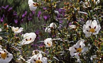 Quedas na biodiversidade manifestam-se em Portugal na flora, peixes e aves