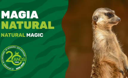 O ZOO DE LAGOS EM TEMPOS DE QUARENTENA 
