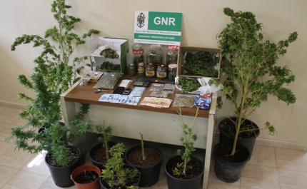 GNR de Silves apreende plantas de cannabis