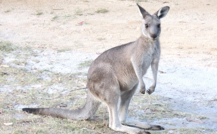 Vai chegar uma nova espécie de Canguru ao Zoo de Lagos