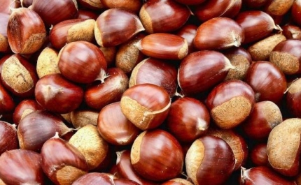 Produção de castanha deve subir até 20% para 50.000 toneladas e com mais qualidade