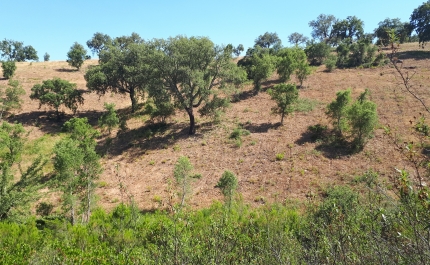 DIA DA FLORESTA AUTÓCTONE: MUNICÍPIO DE LOULÉ ASSOCIA-SE AO PROJETO «LIFE TERRA» COM ASSINATURA DE PROTOCOLO