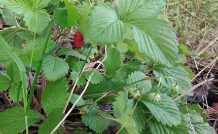 FLORESTAS MIYAWAKI NAS ESCOLAS DO CONCELHO DE LOULÉ JÁ ESTÃO A DAR FRUTOS