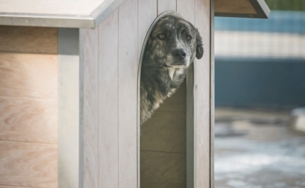 CAGIA alerta para o aumento de animais errantes no Alentejo