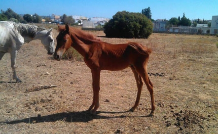 Presidente da CM Lagoa divulga comunicado sobre cavalos abandonados