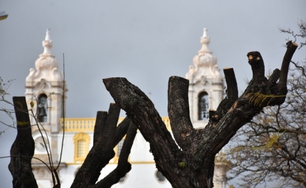 PAN quer identificação e regulação de intervenções no património arbóreo de Faro