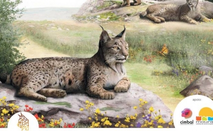 Lince-ibérico em exposição no Castelo de Moura 