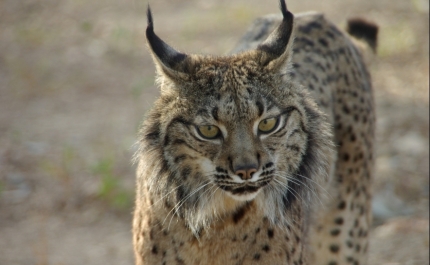Conservação da Natureza desenvolve tecnologia para reduzir atropelamento de linces