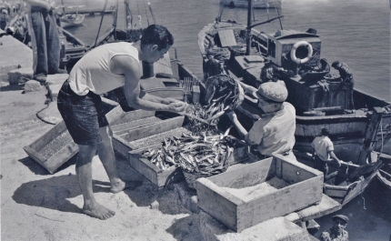 Alar da rede é novidade na recriação da descarga da sardinha do Museu de Portimão este ano