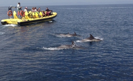 Balanço 2015 | Relatório avistamento de Cetáceos