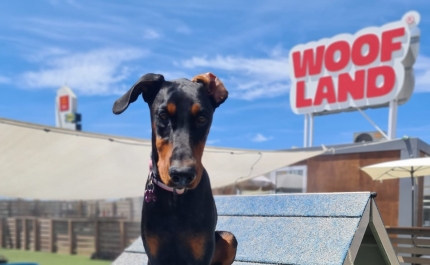 Woofland by Iron Dog no MAR Shopping Algarve comemora 1º aniversário