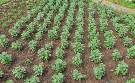 UE/Agricultores: Fraca participação impede marcha lenta convocada para o Algarve