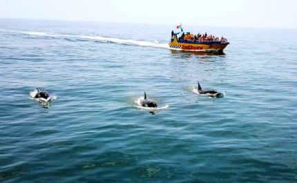 Avistadas 5 Orcas no Algarve (c/video)