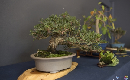 Oficina de Bonsai com espécies mediterrânicas no  Sítio das Fontes