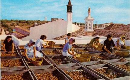  Casa Manuel Teixeira Gomes expõe até final de agosto a mostra “««Trilogia algarvia – Os frutos secos em Portimão»