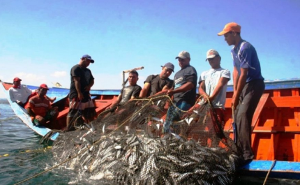 Ministério do Mar suspende pesca ao fim-de-semana para contribuir para o ajustamento entre a oferta e a procura