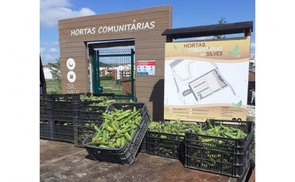 MUNICÍPIO DE SILVES ENTREGA COLHEITAS DAS HORTAS COMUNITÁRIAS A INSTITUIÇÕES DO CONCELHO