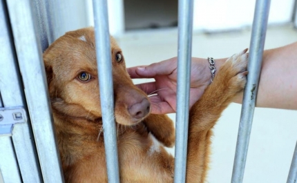 Veterinários querem levantamento nacional de animais abandonados