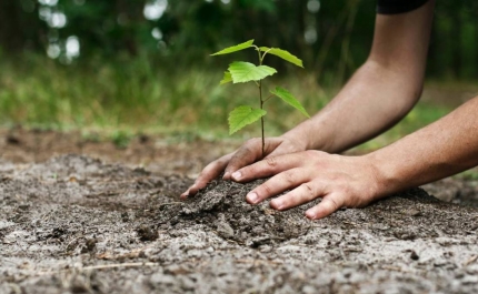 Venha plantar uma árvore com os CTT e Quercus