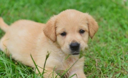 Quanto custa ter um animal de estimação? Os gastos com cães e gatos