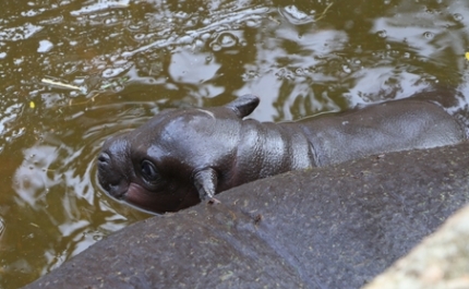 Nasceu cria de hipopótamo no Zoo de Lagos