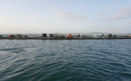 «WATERWORLD»: Projeto multidisciplinar pretende refletir sobre o impacto das alterações climáticas na Ria Formosa