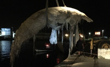 Remoção de Baleia na Praia da Armona