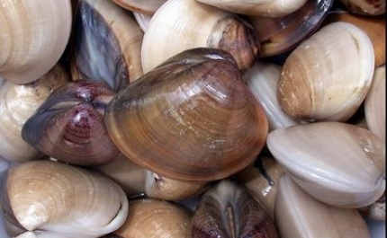 Câmara de Vila Real de Santo António passa a colaborar na recolha de bivalves para análise