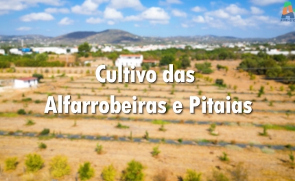 Alfarrobeiras e Pitaias: culturas resilientes para um Algarve com mais água