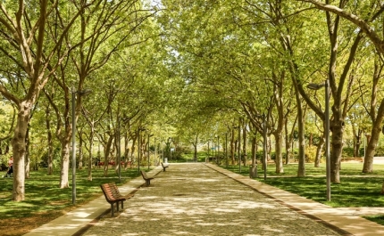 PODA DE ÁRVORES NO PARQUE MUNICIPAL DE LOULÉ