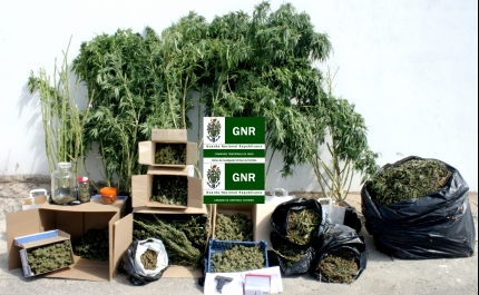 GNR de Portimão detém sexagenário produtor de Cannabis