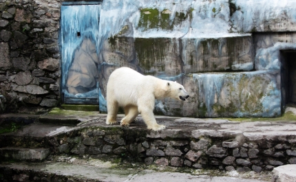 Também os animais na Ucrânia precisam e merecem 