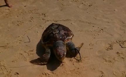 Tartaruga Morta encontrada na Praia Adão e Eva