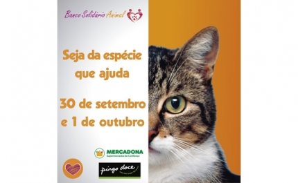 Banco Solidário Animal (BSA) uma iniciativa que visa combater a fome dos animais errantes do nosso País