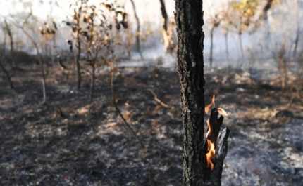 Incêndios/Algarve: Consolidação e rescaldo ainda mobilizam 262 operacionais em Castro Marim