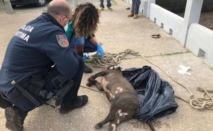 Constituído arguido um homem suspeito de matar um cão no rio Arade em Lagoa