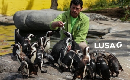 Zoo de Lagos encerrado pela primeira vez em 20 anos mantém rotinas dos animais