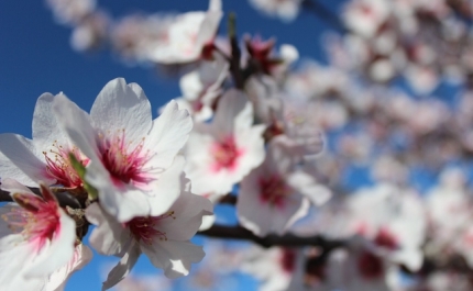 Amendoeiras em Flor levaram mais de 1000 pessoas à serra algarvia 