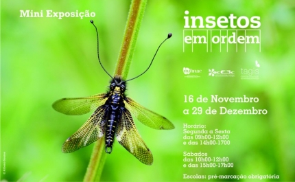 «Insetos em Ordem» no aniversário do Parque | Natural do Vale do Guadiana