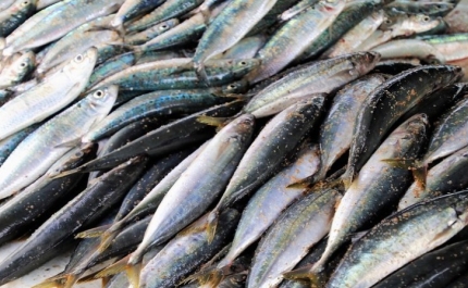 Pesca da sardinha autorizada a partir de 17 de maio