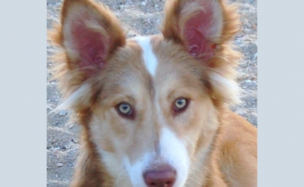 I Montaria solidária do Cão do Barrocal Algarvio				
