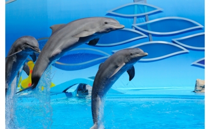 ALGARVE EM DESTAQUE NO PROGRAMA «SOMOS PORTUGAL»