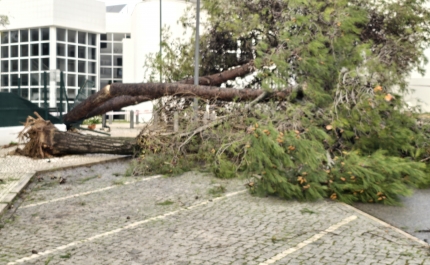 Mau tempo: Vento forte no Algarve causou sobretudo quedas de árvores