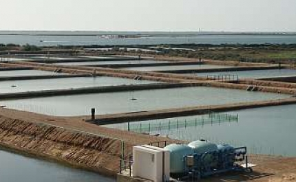 IPMA abre consulta pública para transição do setor da aquacultura na Ria Formosa do Algarve