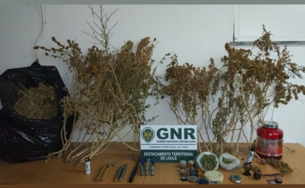 Almancil | Apreensão de cerca de 5 quilos e 24 plantas de cannabis