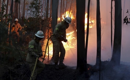 Economia perde 250 milhões de euros todos os anos com incêndios